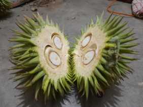 Durian Daun Padang Sawah, Uniknya Bukan Main