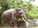 Masyarakat Dukung Penegakan Hukum Kematian Gajah Rahman