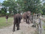 Beginilah Kondisi Gajah-Gajah di Flying Squad Taman Nasional Tesso Nilo