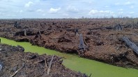 WALHI Riau Sebut Pembentukan BPGMN Hanya Gimik Pemerintah
