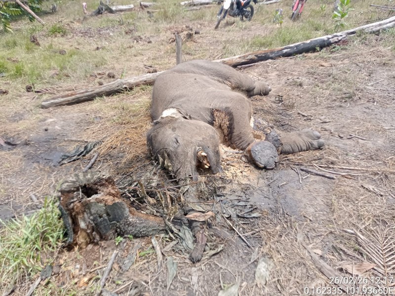 Ada Bekas Jerat di Kakinya, Anak Gajah Mati Membusuk di TN Tesso Nilo