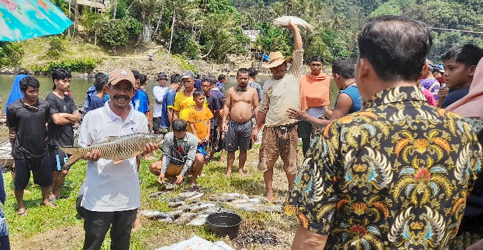 Tanjung Beringin Panen Ikan Lubuk Larangan, Barau  yang Jadi Rebutan