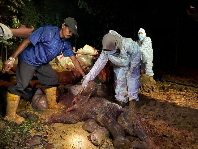 Kirim Sampel Organ ke Laboratorium, BBKSDA Selidiki Kematian Gajah Bunting