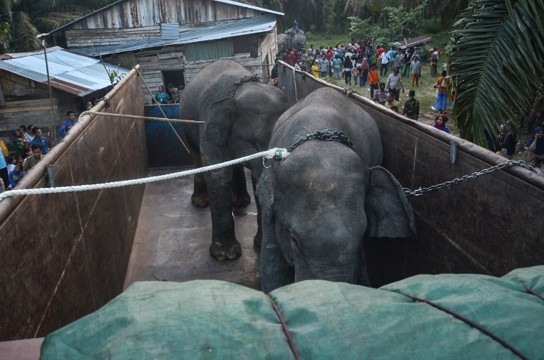 Dua Gajah Liar dari Inhu Dipindah ke Luar Riau
