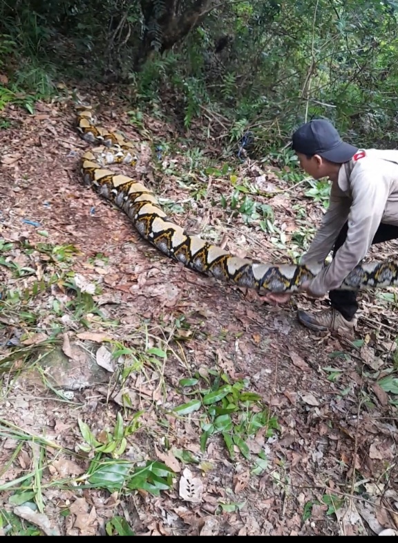 Ular Python Dilepasliarkan di Kawasan Konservasi